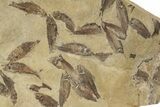 Fossil Fish (Gosiutichthys) Mortality Plate - Wyoming #242911-1